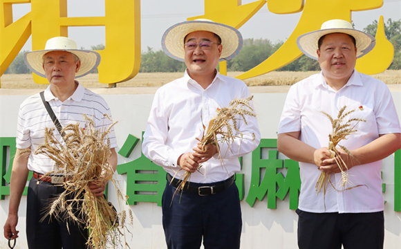 农机田间走 集团种植基地万亩小麦喜开丰收第一镰